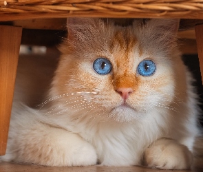 Niebieskie, Oczy, Kot, Biszkoptowy