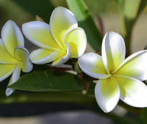 Liście, Plumeria, Biało-żółte, Kwiaty