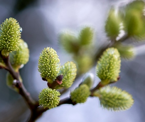Wierzba, Bazie, Gałązka, Zielone