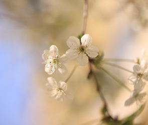 Kwiaty, Rozmyte tło, Drzewo owocowe, Gałązka, Białe