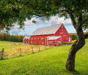 Ogrodzenie, Czerwony, Drzewo, Łąka, Jabłoń, Dom
