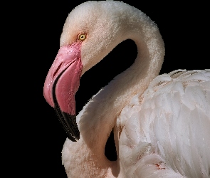 Zbliżenie, Tło, Flaming, Ciemne