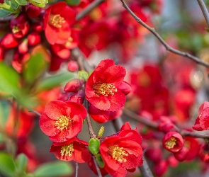 Gałązki, Pigwowiec japoński, Czerwone, Kwiaty
