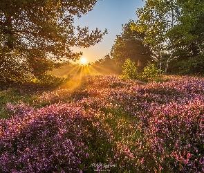 Drzewa, Wrzosowisko, Wrzosy, Polana, Promienie słońca