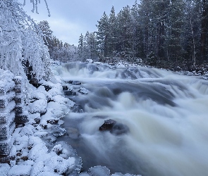 Las, Kłody, Rzeka, Drzewa, Zima