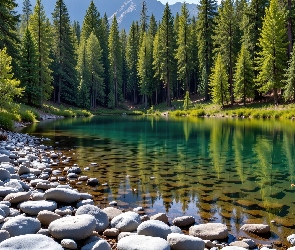 Grafika, Las, Kamienie, Jezioro