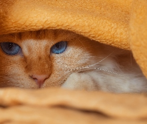 Kot, Koc, Błękitnooki