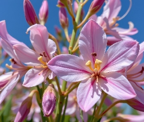 Grafika AI, Niebo, Różowe, Kwiaty