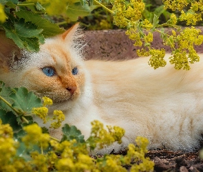 Kot, Liście, Gałązki, Krzew, Rudawy
