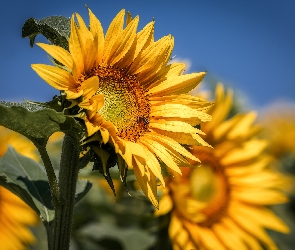 Kwiaty, Słonecznik, Pszczoła, Żółte, Lato