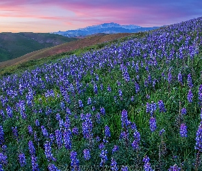 Stany Zjednoczone, Livermore Valley, Dolina, Kalifornia, Góry, Wzgórze, Łąka, Niebieskie, Wiosna, Łubiny