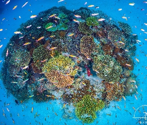 Ryby, Korale, Rafa koralowa, Ocean