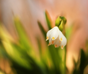 Biały, Kwiat, Śnieżyca wiosenna