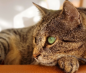 Zbliżenie, Kanapa, Szaro-bury, Kot