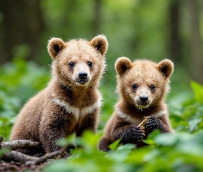 Rozmyte tło, Liście, Dwa, Niedźwiadki brunatne