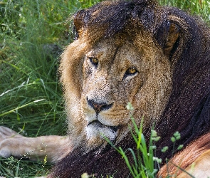 Trawa, Spojrzenie, Lew