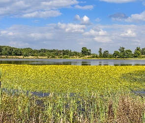 Jezioro, Lato, Lilie, Kwitnące, Drzewa