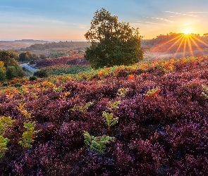 Anglia, Wrzosowisko, Wielka Brytania, Wzgórze, Promienie słońca, Park Narodowy New Forest, Drzewa, Paprocie