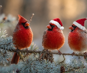 Grafika AI, Sosna, Ptaki, Trzy, Kardynały, Gałązka