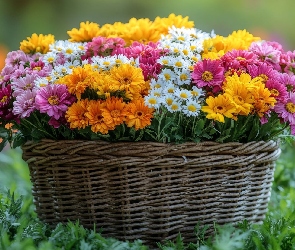 Trawa, Koszyk, Kwiaty, Różnokolorowe