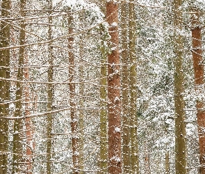 Drzewa, Las, Śnieg, Zima, Ośnieżone