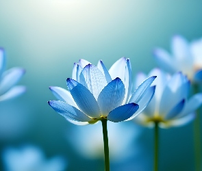 Grafika, Kwiaty, Niebieskie, Rozświetlone