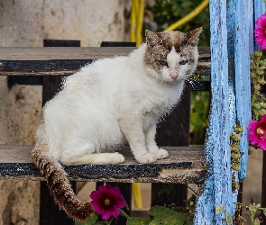 Malwy, Kwiaty, Kot, Drabina