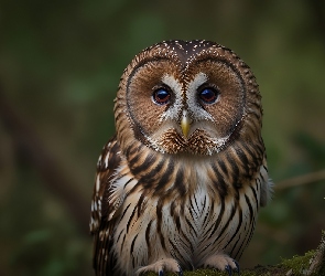 Puszczyk, Ptak, Sowa
