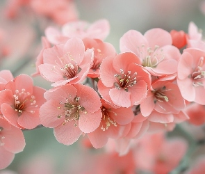 Różowe, Drzewo owocowe, Kwiaty, Rozkwitnięte, Gałązka