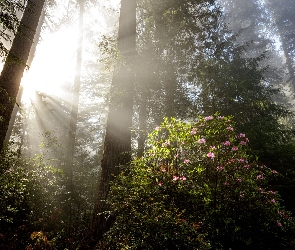 Przebijające światło, Różanecznik, Kalifornia, Stany Zjednoczone, Park Narodowy Redwood, Sekwoje