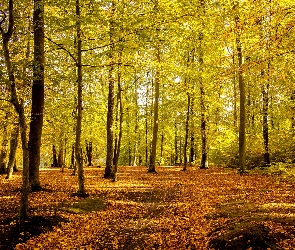 Liście, Opadłe, Park, Drzewa