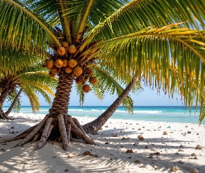 AI, Kokosy, Kokosowa, Palma, Morze, Plaża