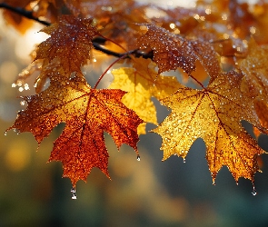 Grafika AI, Krople, Mokre, Jesienne, Liście, Klon