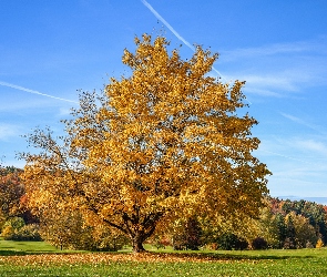 Drzewo, Klon, Jesień