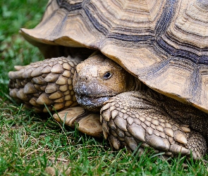 Zbliżenie, Trawa, Żółw, Skorupa