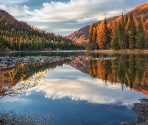 Jesień, Ałtaj, Pożółkłe, Rosja, Drzewa, Las, Góry, Rzeka, Argut