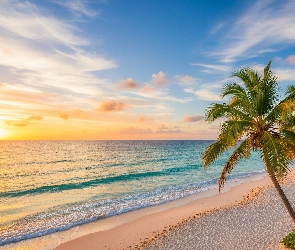 Plaża, Palmy, Zachód słońca, Niebo, Morze