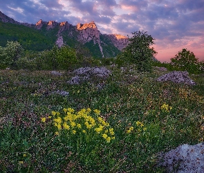 Drzewa, Kwiaty, Góry, Krym, Skały, Łąka