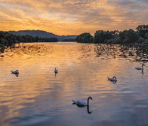 Niemcy, Rzeka Mozela, Wschód słońca, Łabędzie