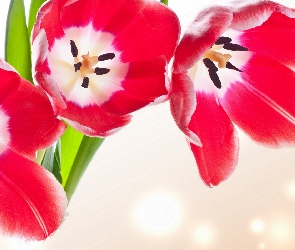 Rozwinięte, Tulipany, Kwiaty, Czerwone