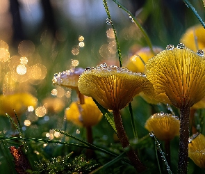 Grafika AI, Krople, Grzyby, Żółte, Trawa, Bokeh