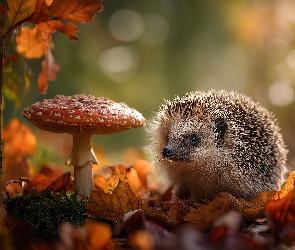 Muchomor, Suche, Jeż, Grzyb, Liście, Czerwony, Grafika AI, Jesienne