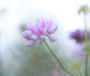 Różowy, Kwiat, Cieciorka