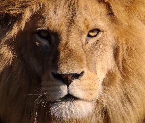 Spojrzenie, Głowa, Lew, Grzywa