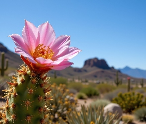 Niebo, Kwiat, Kaktus, Grafika, Pustynia