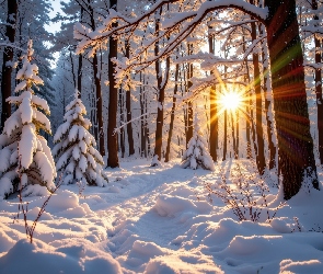 Las, Grafika AI, Zachód słońca, Drzewa, Zima