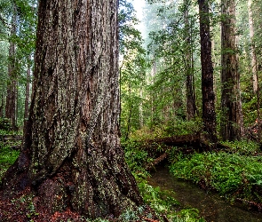 Drzewa, Park stanowy, Las, Paprocie, Kalifornia, Sekwoje, Stany Zjednoczone, Prairie Creek Redwood State Park