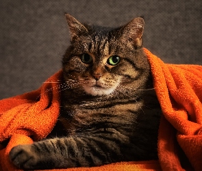 Koc, Pomarańczowy, Kot, Bury, Zielone, Oczy