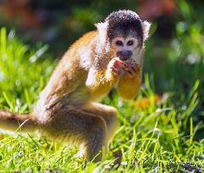 Sajmiri, Trawa, Małpa wiewiórcza