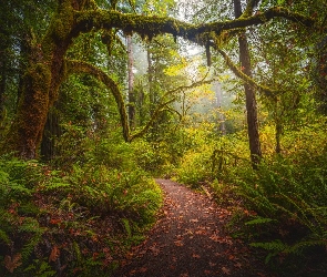 Ścieżka, Drzewa, Kalifornia, Paprocie, Omszałe, Stany Zjednoczone, Park Narodowy Redwood